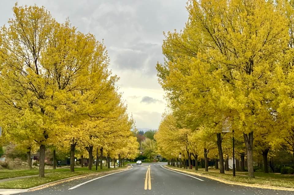 Bend Fall Color